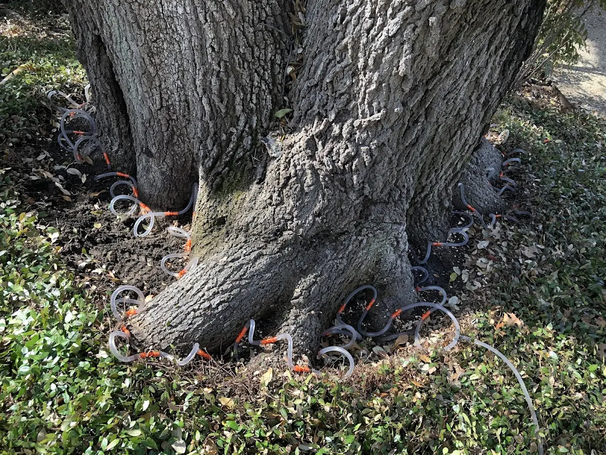 Detailed Tree Cabling and Bracing job site in Crowville