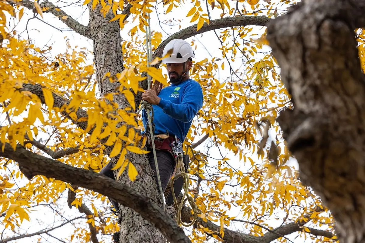 Skilled Tree Trimming crew working in Crowville